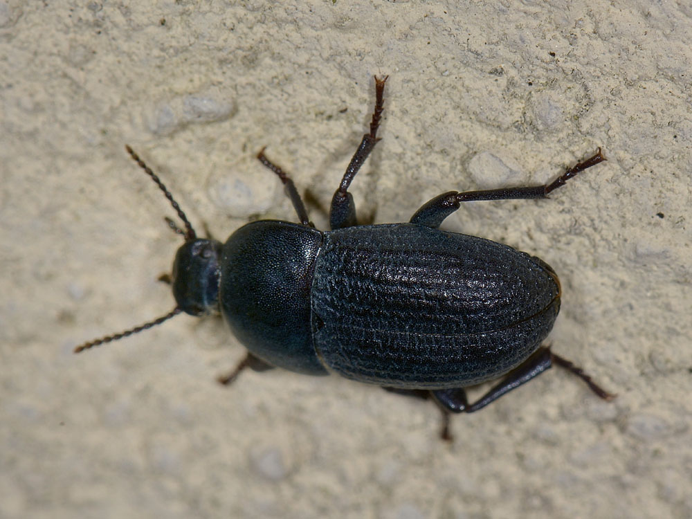 Tenebrionide n.2 da identificare: Pedinus meridianus?